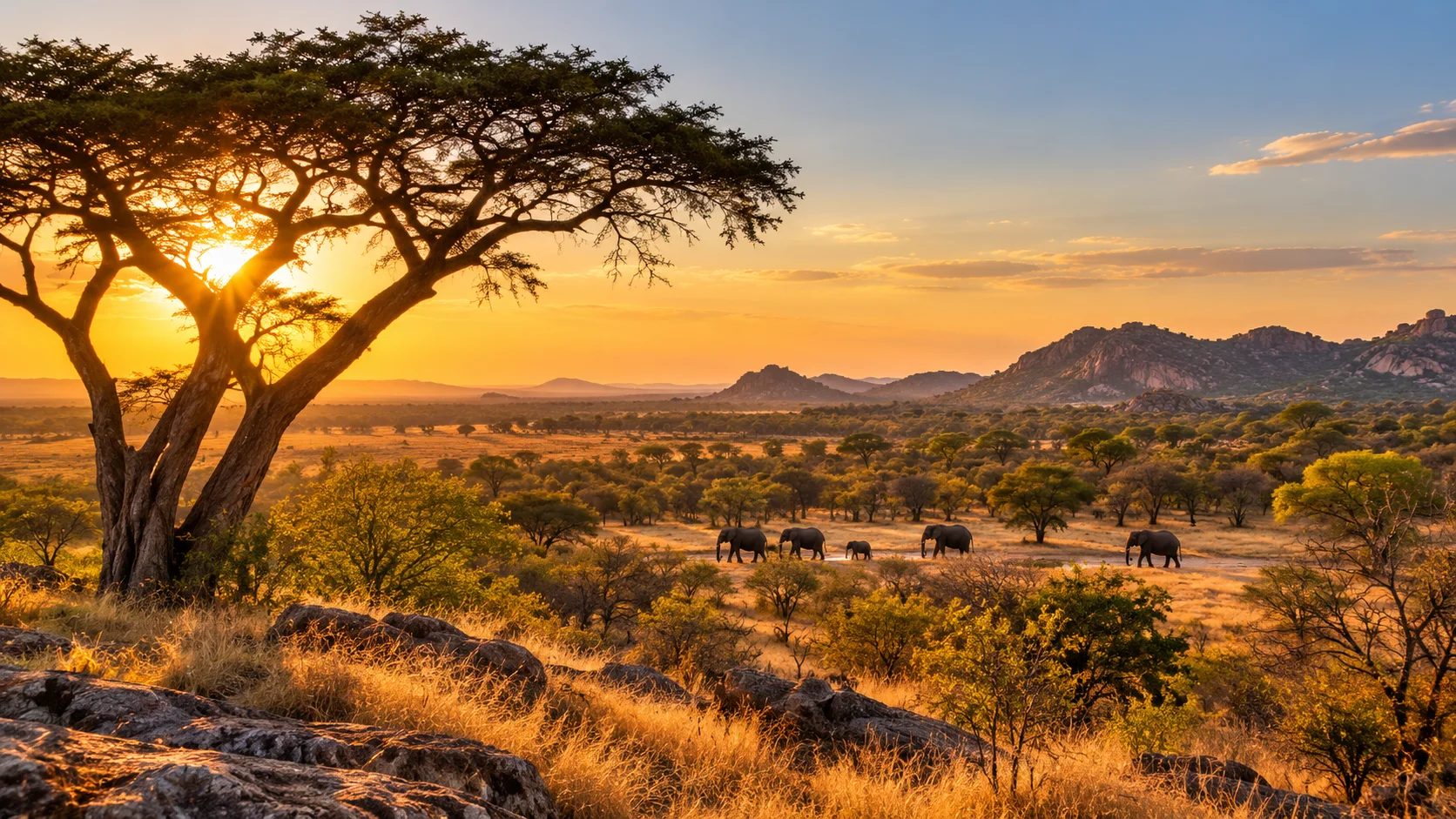 Sunrise Game Drive